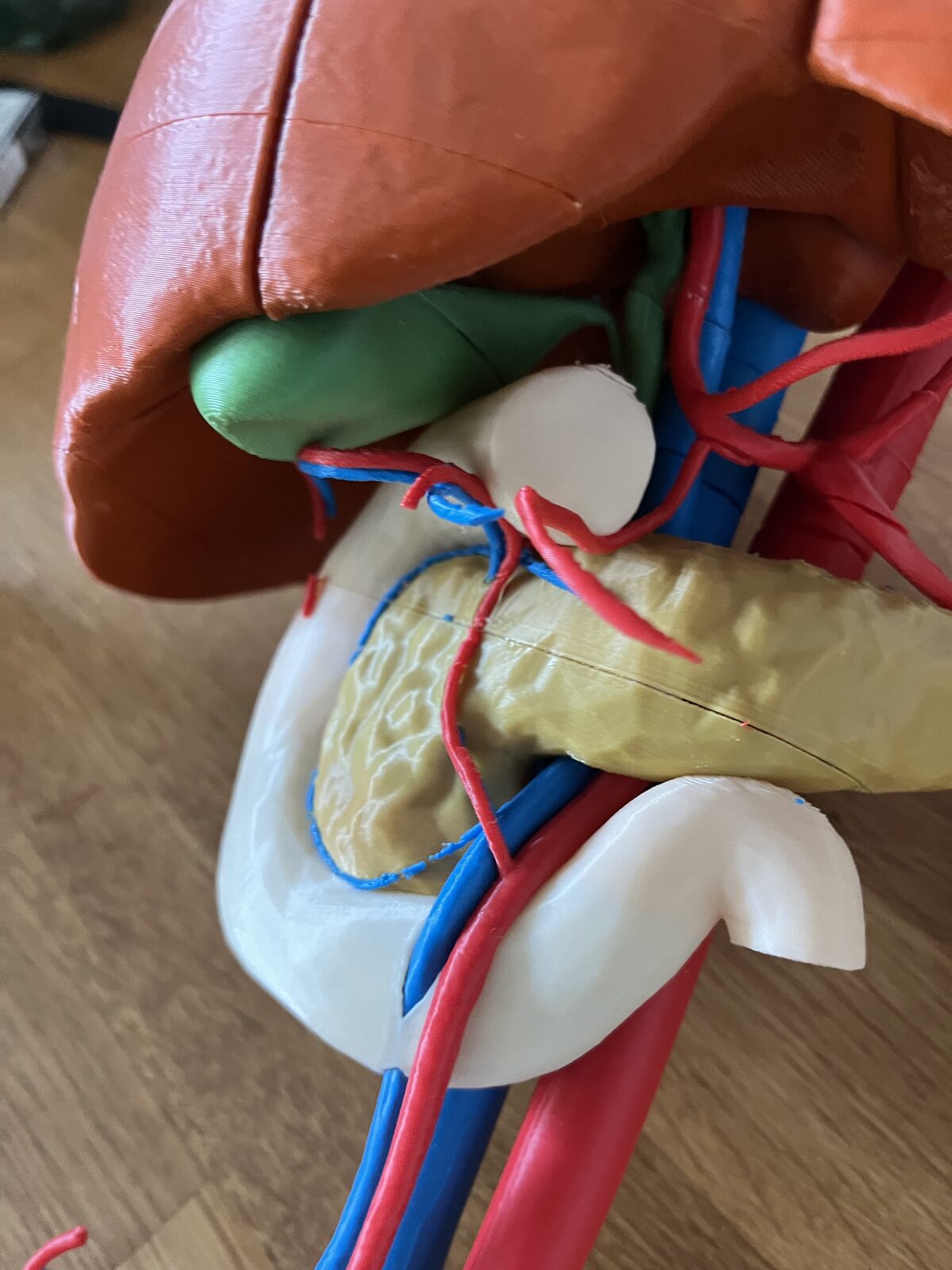 Model anatomiczny wątroby, trzustki, dwunastnicy i śledziony