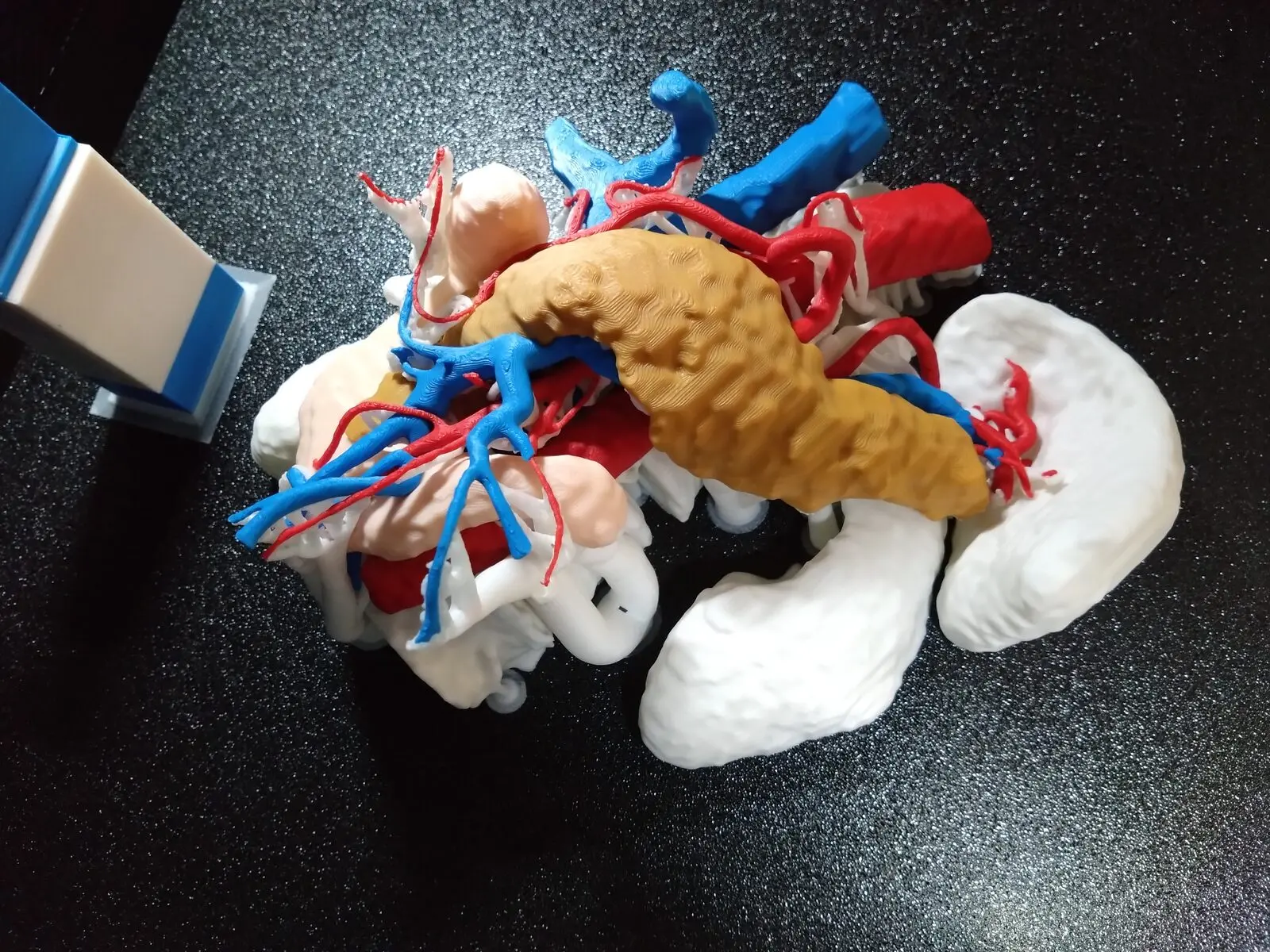 Model anatomiczny trzustki, naczyń i sąsiednich struktur